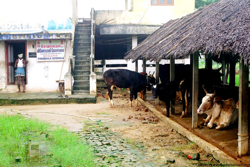 Sevalaya-Rural-Development-Goshala